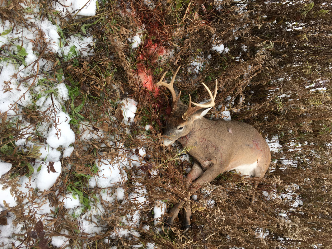 8 Pointer Harvested by Bob with 41 Mag and 240gr GT LSWC bullet